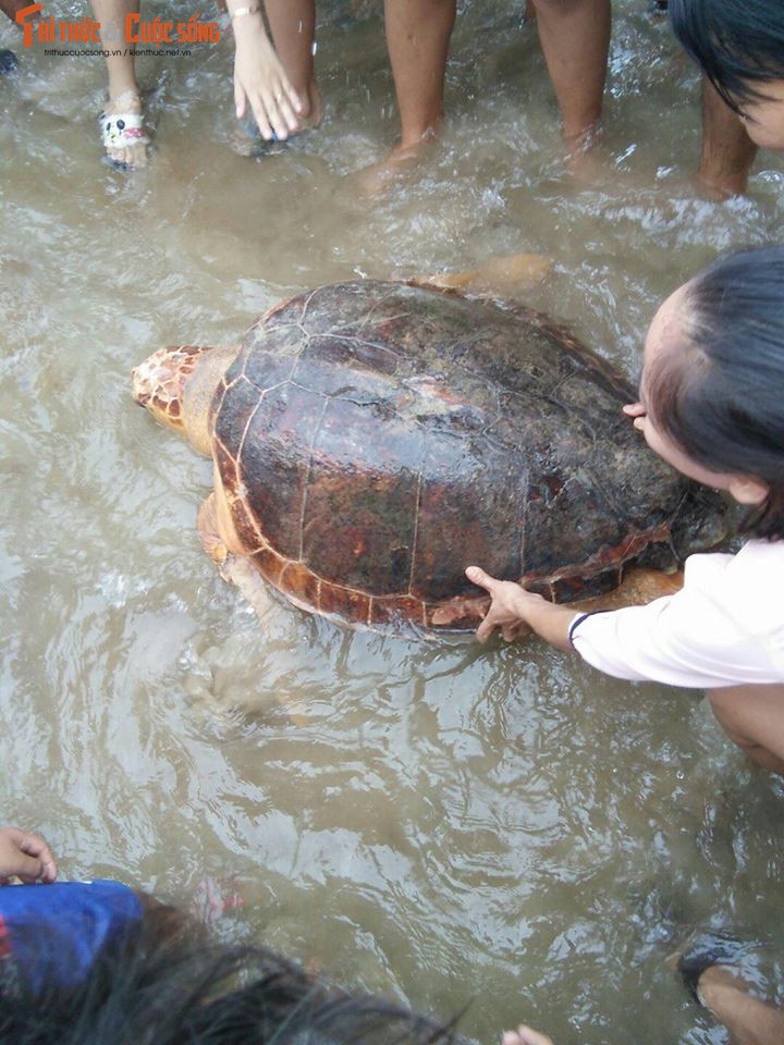 Ngu dan Quang Tri bat duoc rua vang quy hiem nang 50kg-Hinh-6